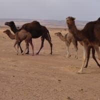 CHECT photo - Camels in the desert